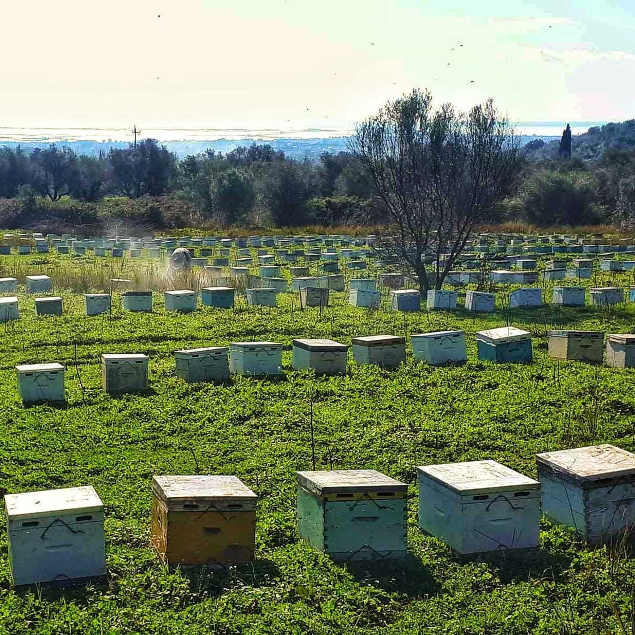 Sofia beekeeping